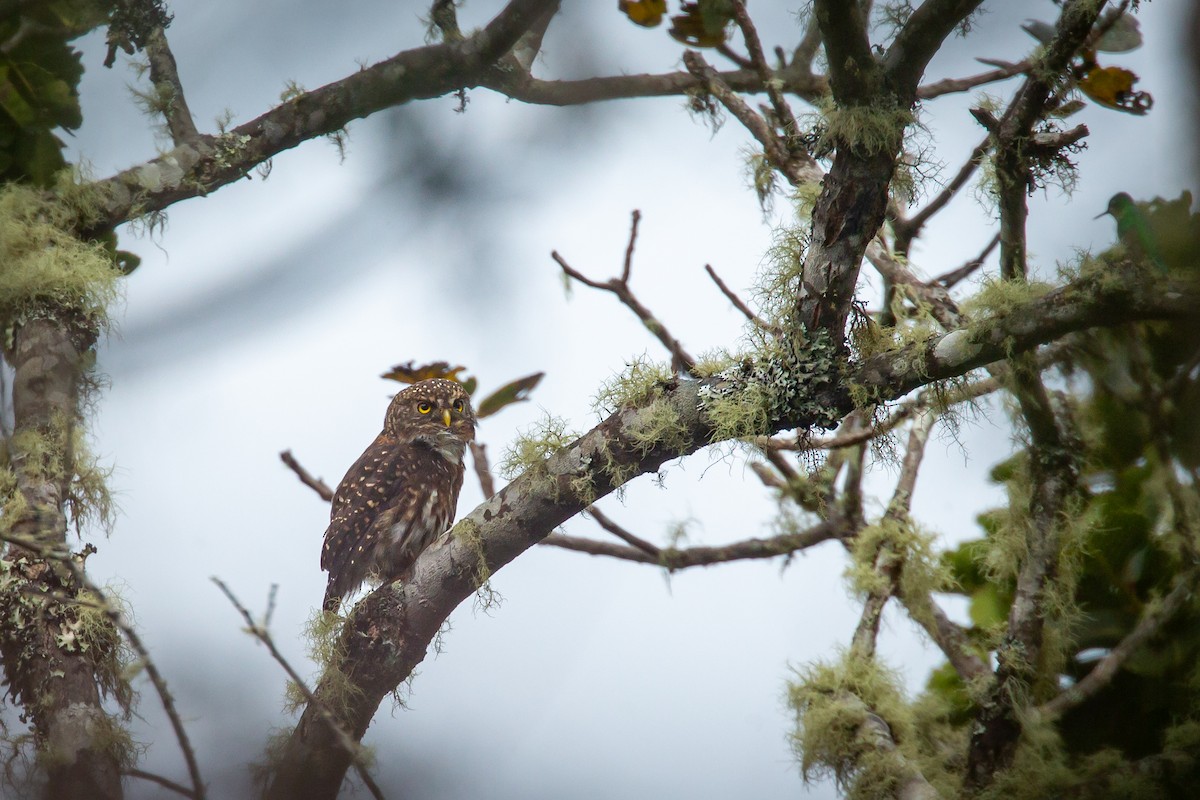 Andean Pygmy-Owl - ML644774843