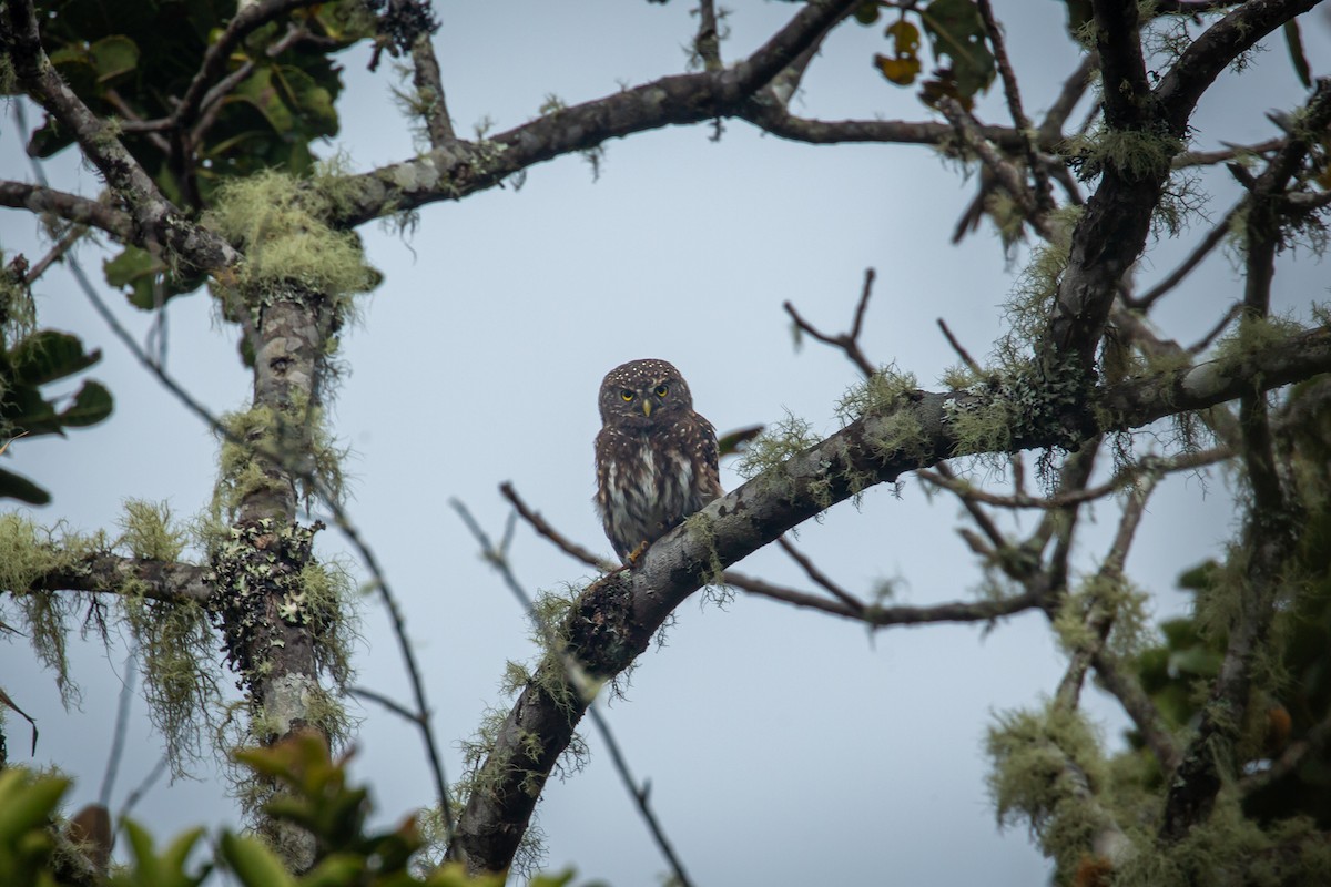 Andean Pygmy-Owl - ML644774844