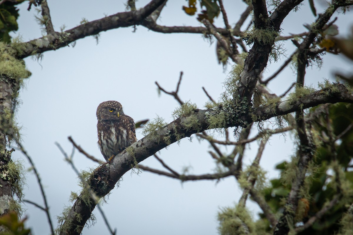 Andean Pygmy-Owl - ML644774845