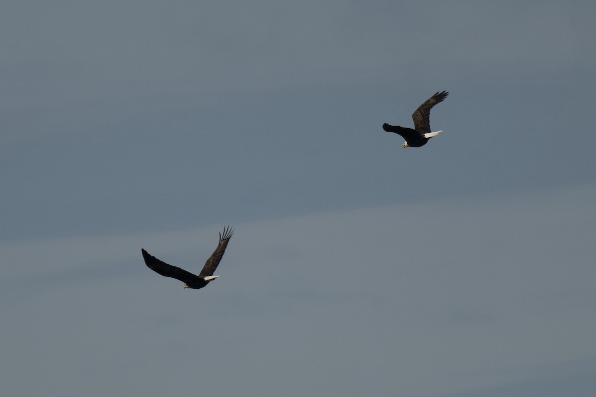 Itsas arrano buruzuria - ML644774848