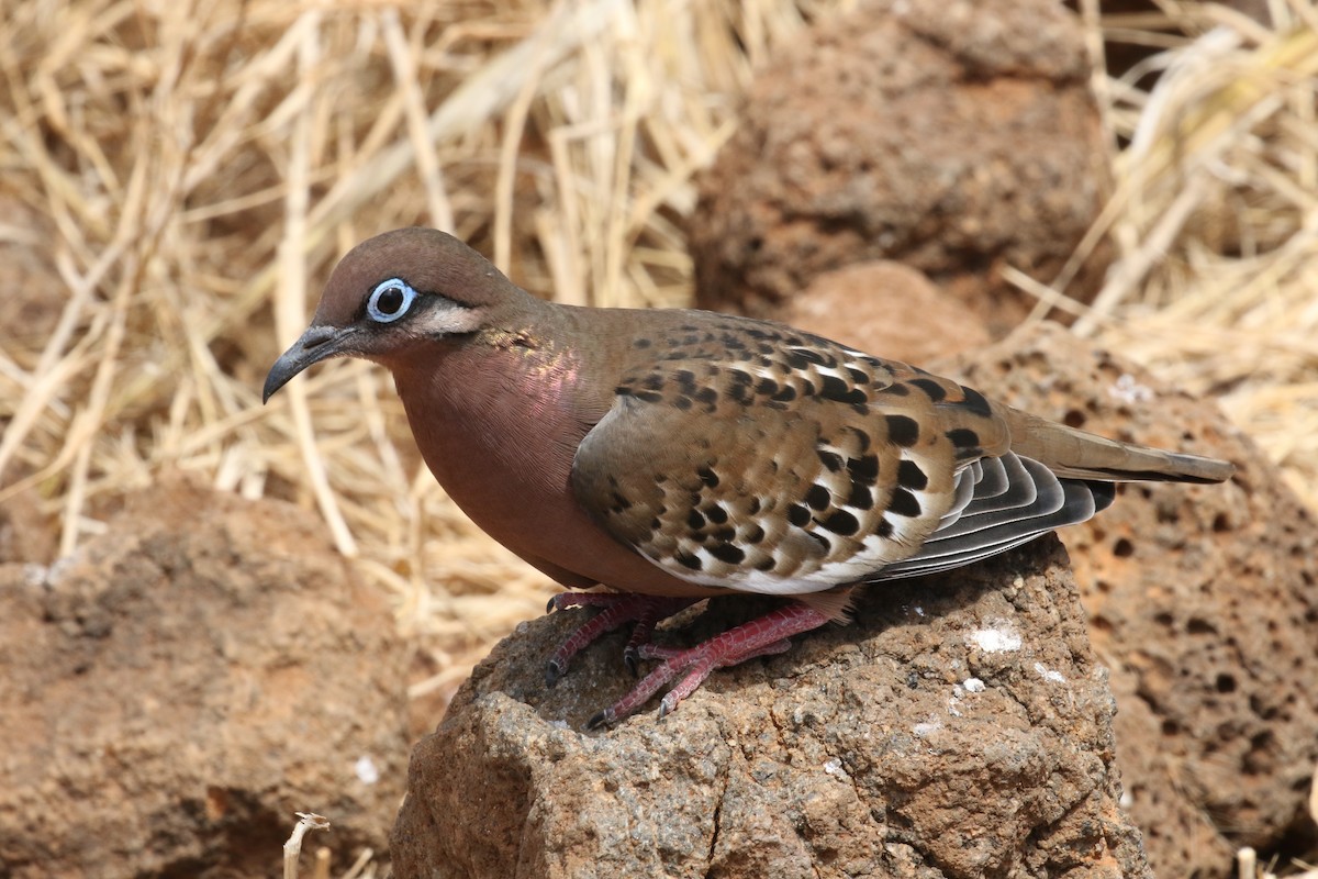 Galapagos Dove - ML644774863