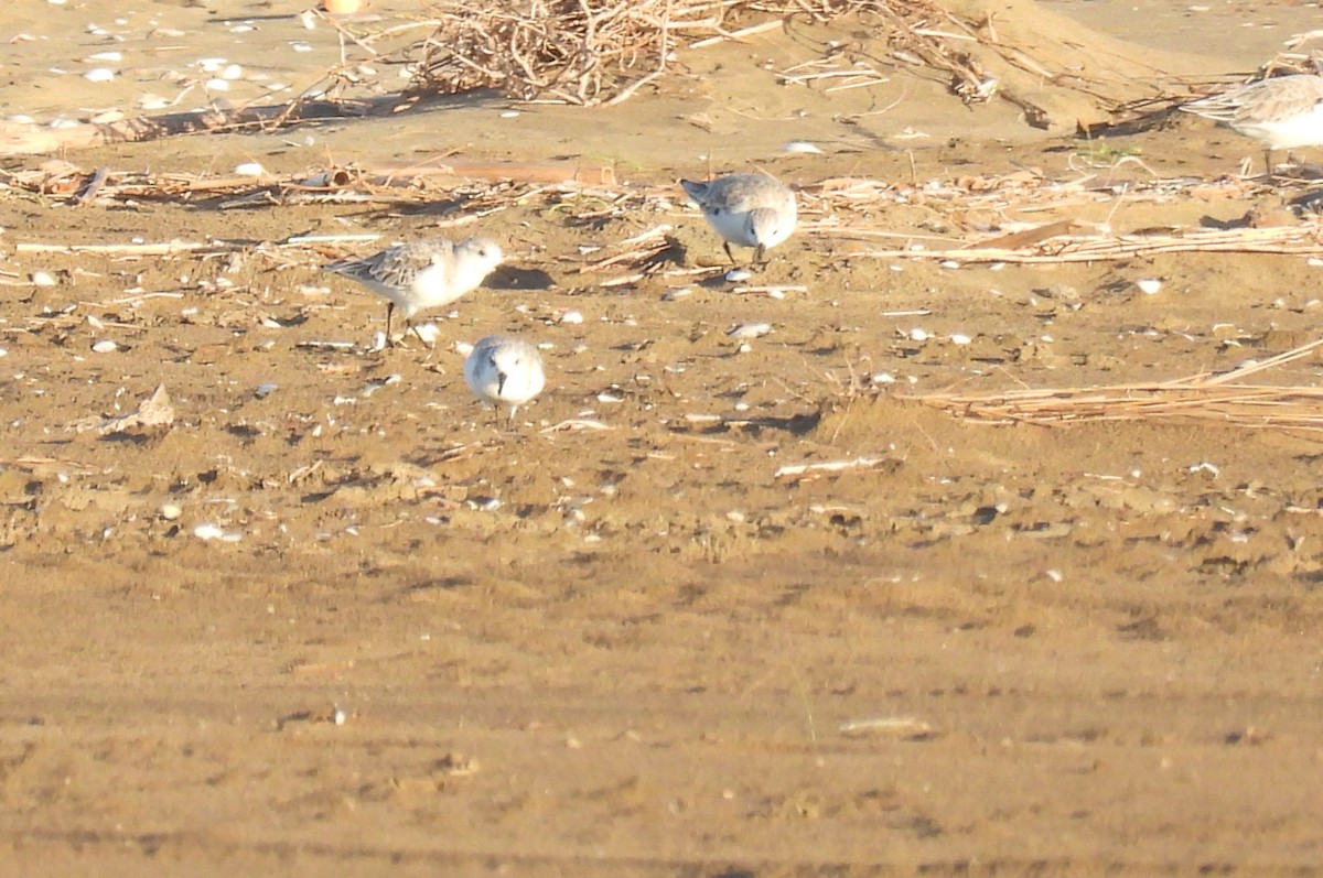 Txirri zuria - ML644774870