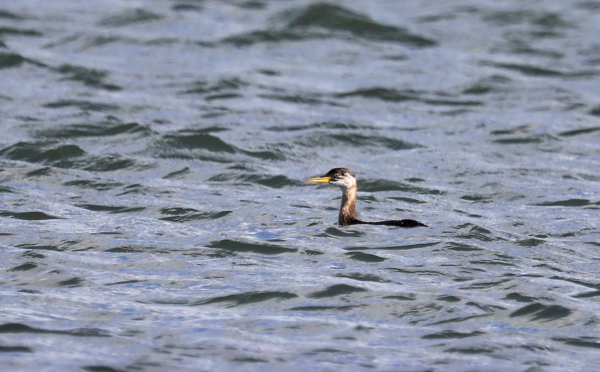 Пірникоза сірощока - ML644774871