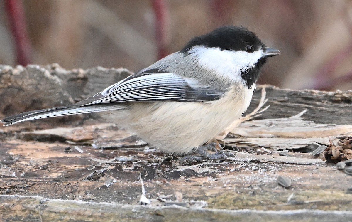 Black-capped Chickadee - ML644774872