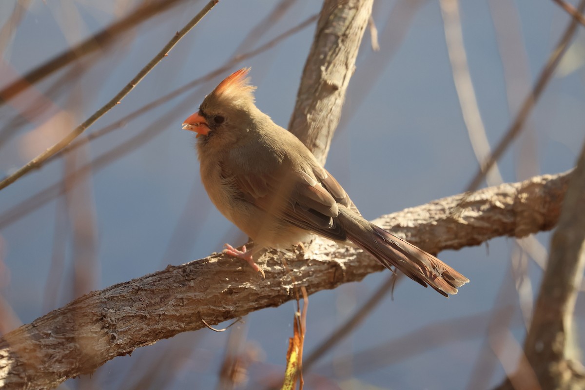 Kırmızı Kardinal - ML644774873