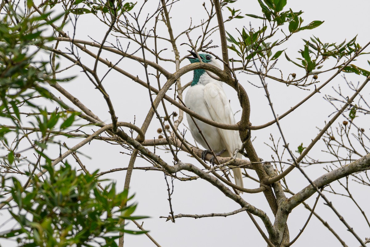 Bare-throated Bellbird - ML644774875