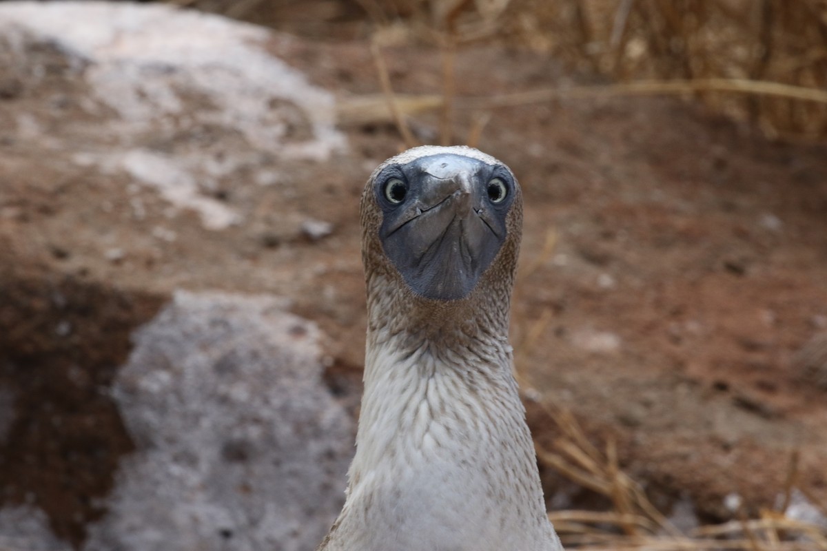 Сула блакитнонога - ML644774878