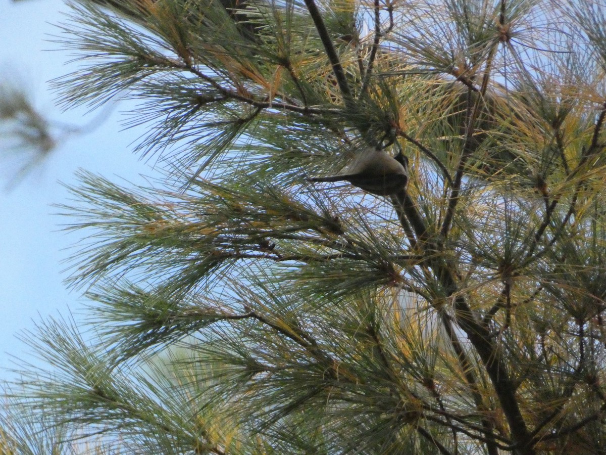 Black-capped Chickadee - ML644774880