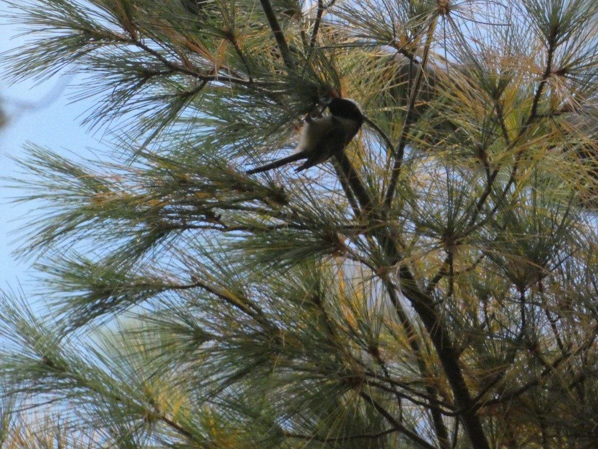 Black-capped Chickadee - ML644774881