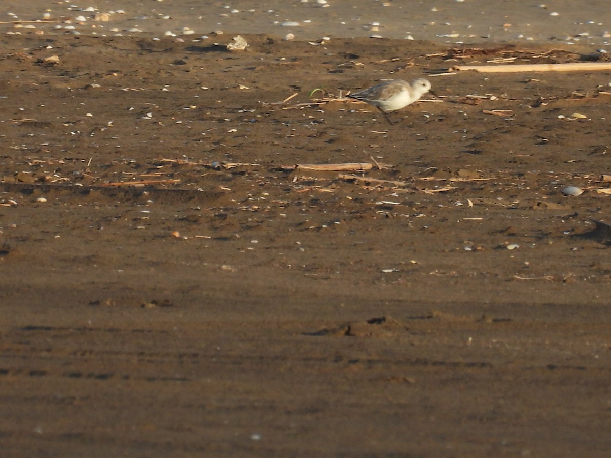 Txirri zuria - ML644774883