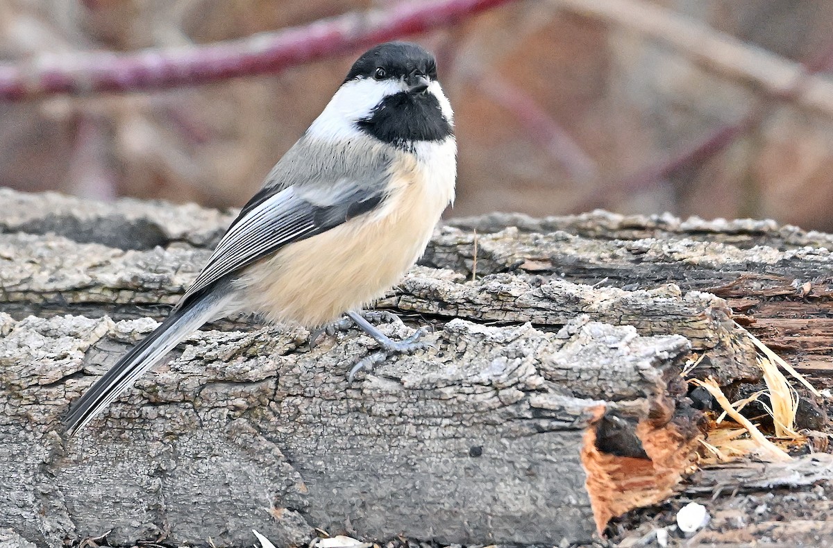 Black-capped Chickadee - ML644774886