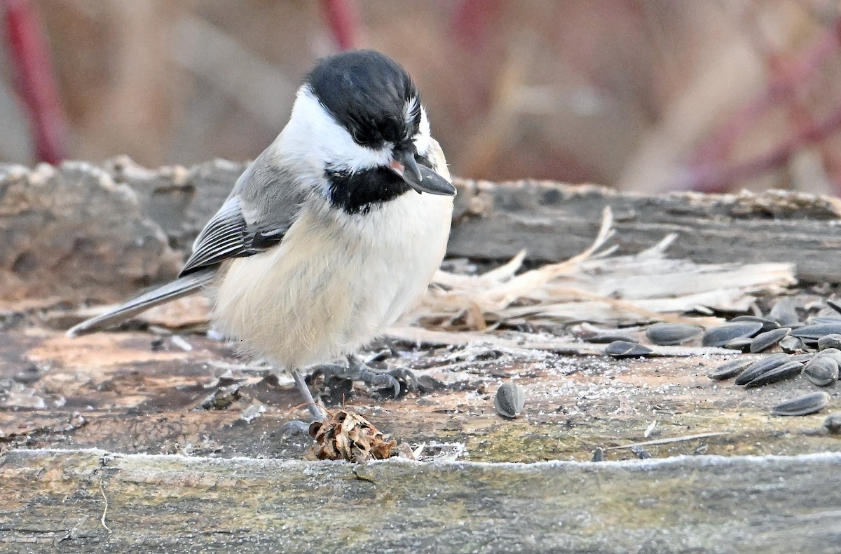 Black-capped Chickadee - ML644774888