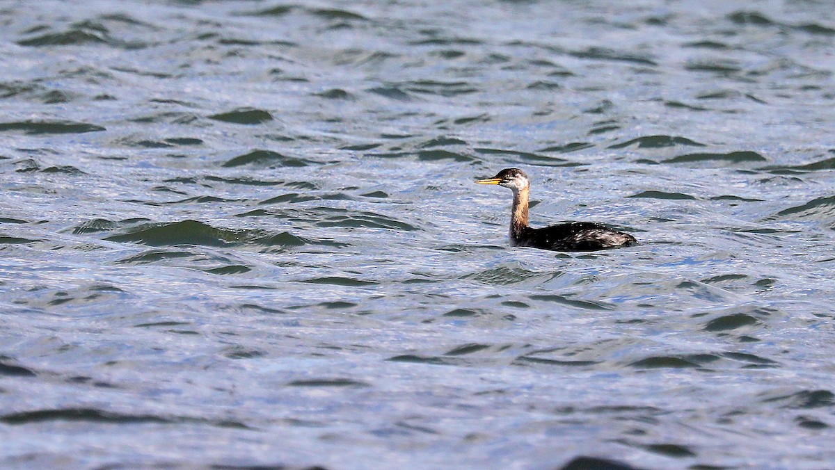 Пірникоза сірощока - ML644774891