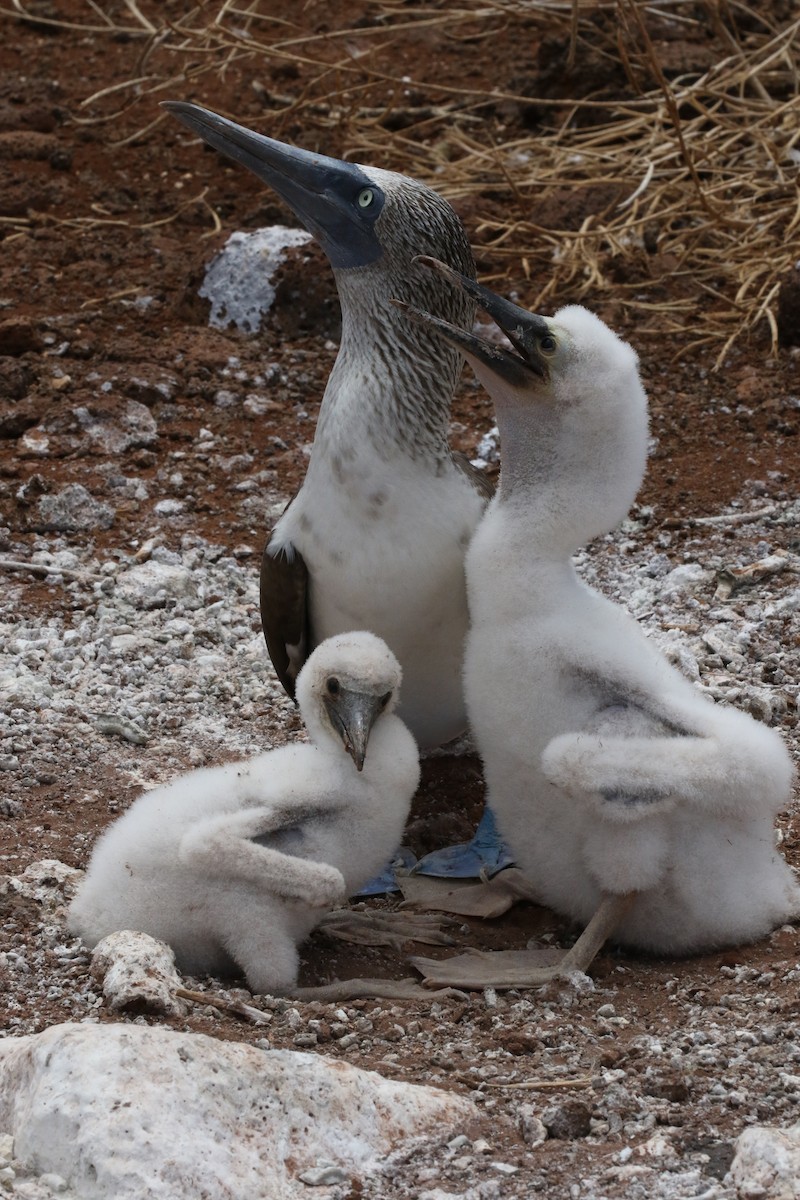 Сула блакитнонога - ML644774892