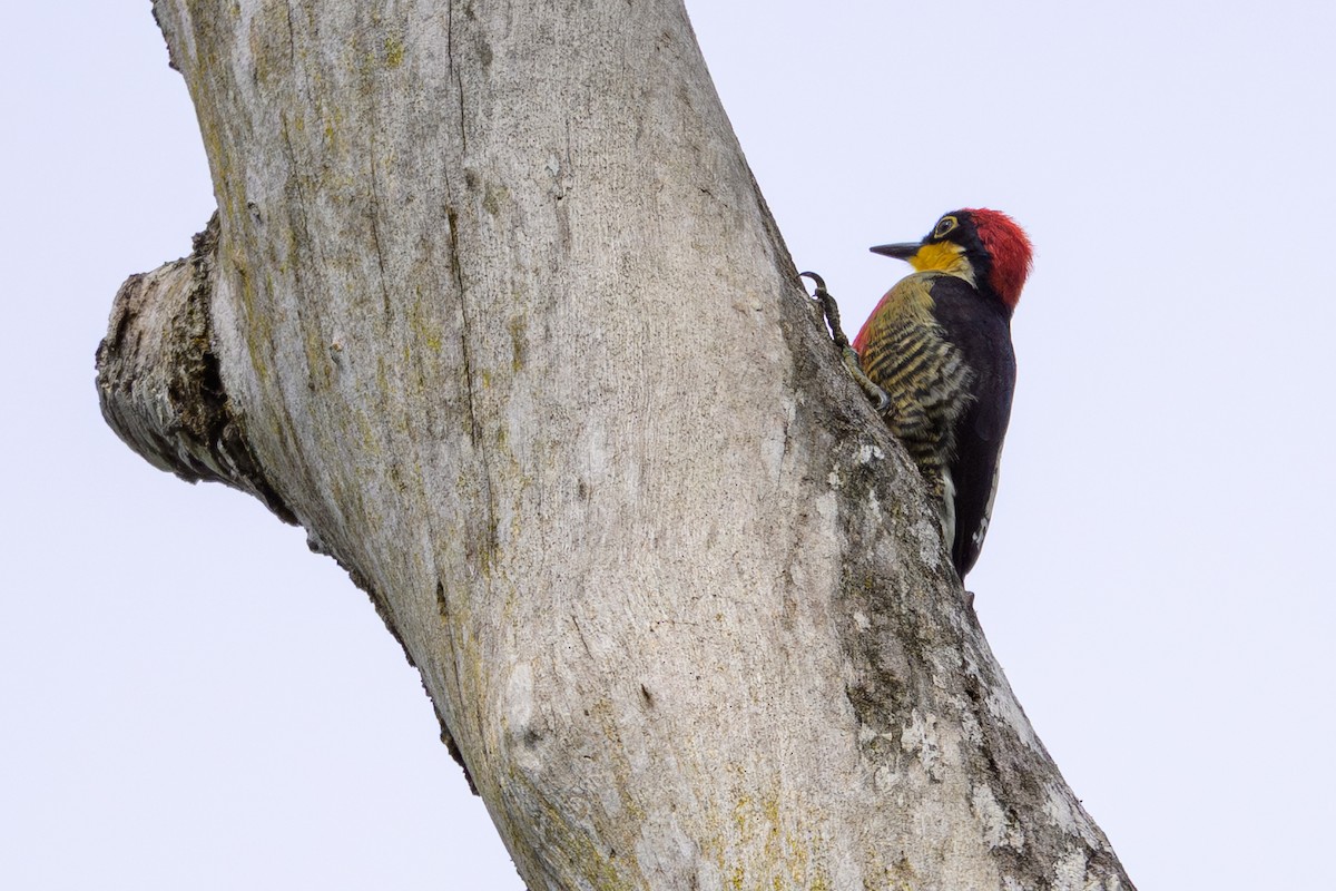 Yellow-fronted Woodpecker - ML644774895