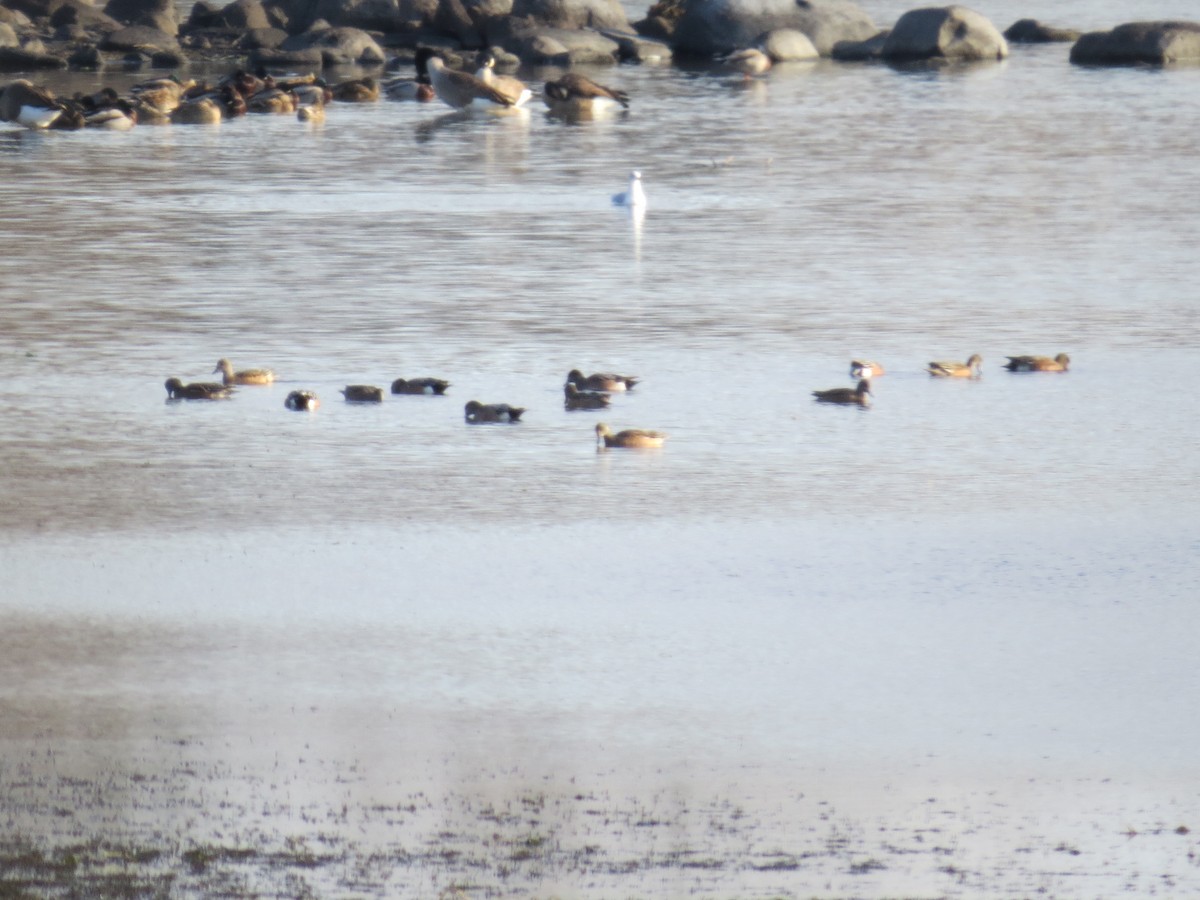 葡萄胸鴨 - ML644774898