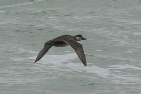 Ahatebeltz eurasiarra - ML644774899