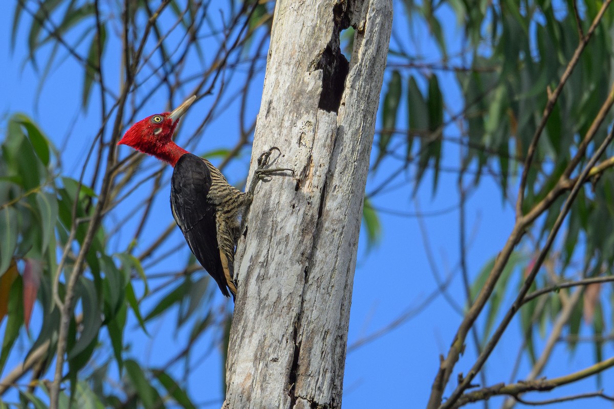 Robust Woodpecker - ML644774900