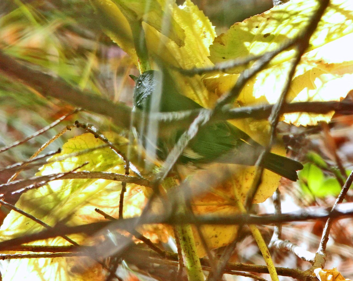 Black-throated Blue Warbler - ML644774902