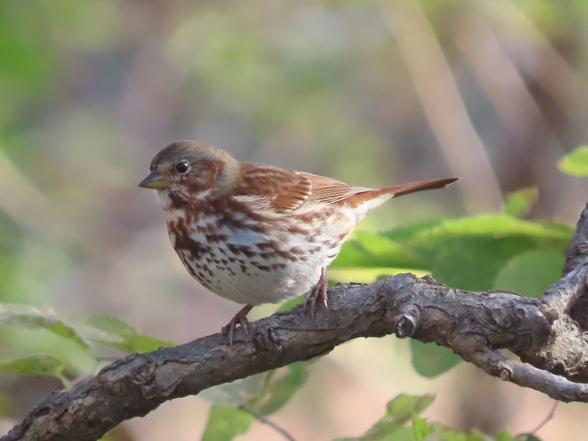 Fox Sparrow - ML644774905
