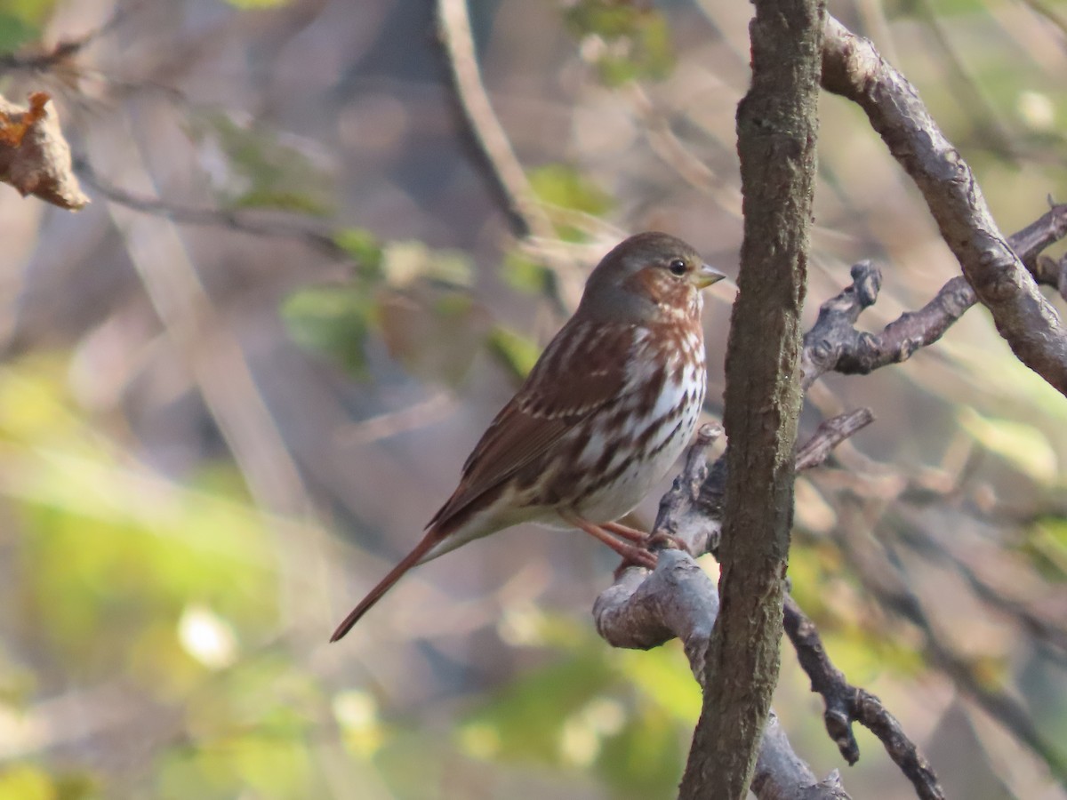 Fox Sparrow - ML644774907