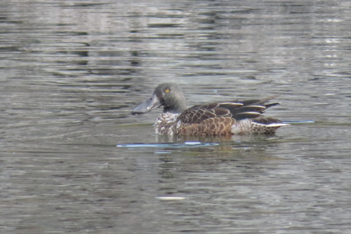 skjeand - ML644774917