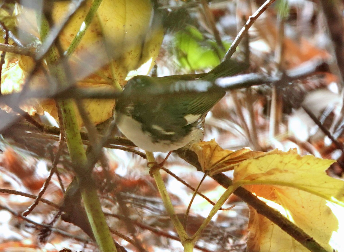 Black-throated Blue Warbler - ML644774921