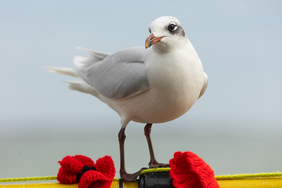 racek černohlavý - ML644774951