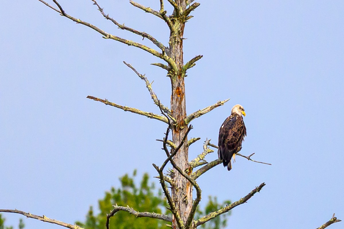 Itsas arrano buruzuria - ML644774968