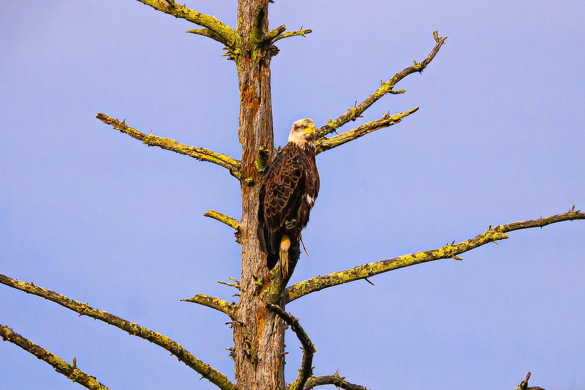 Itsas arrano buruzuria - ML644774969