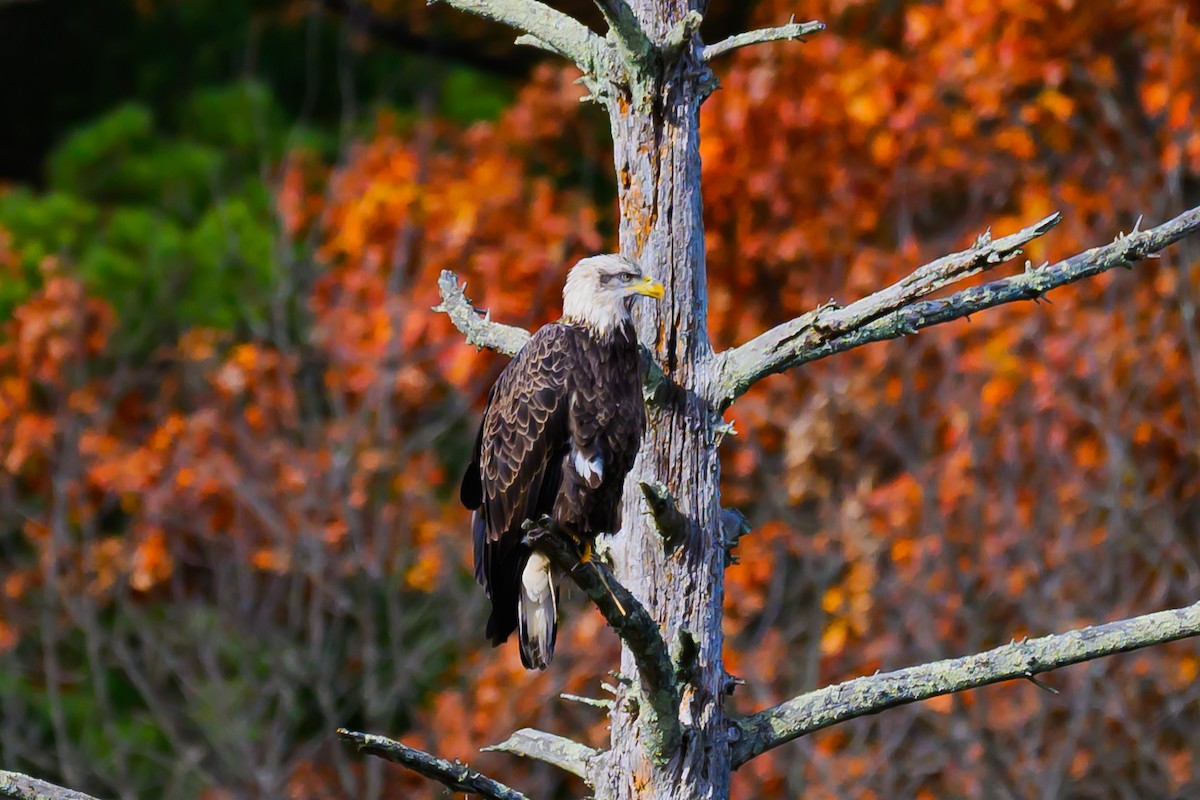 Itsas arrano buruzuria - ML644774970