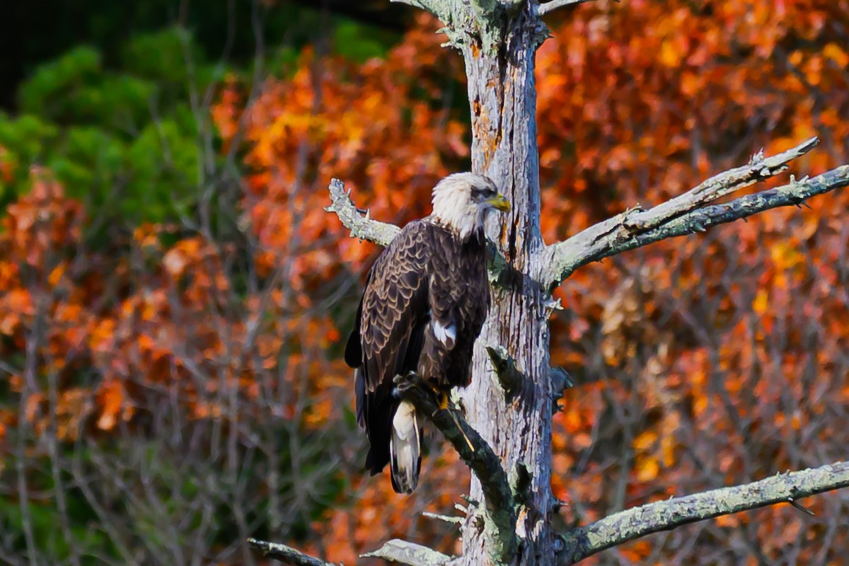 Itsas arrano buruzuria - ML644774971