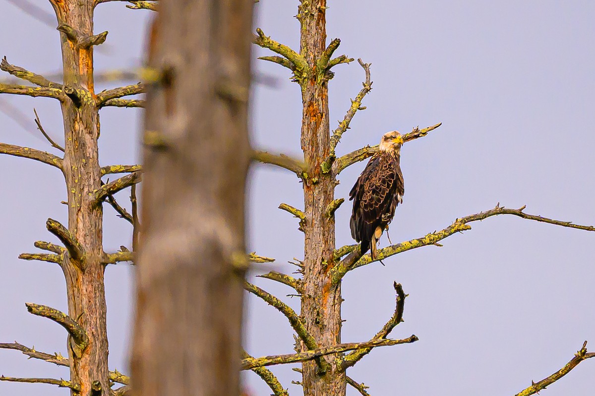 Itsas arrano buruzuria - ML644774972