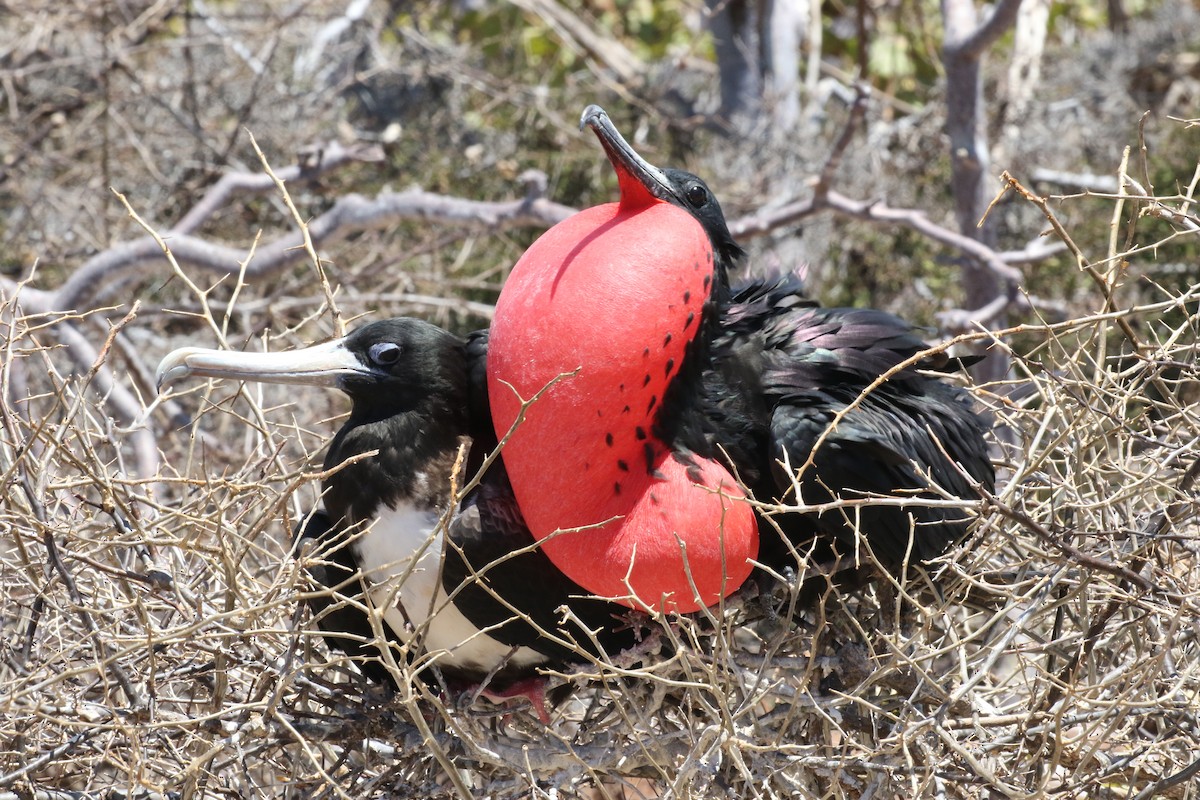 Magnificent Frigatebird - ML644774983