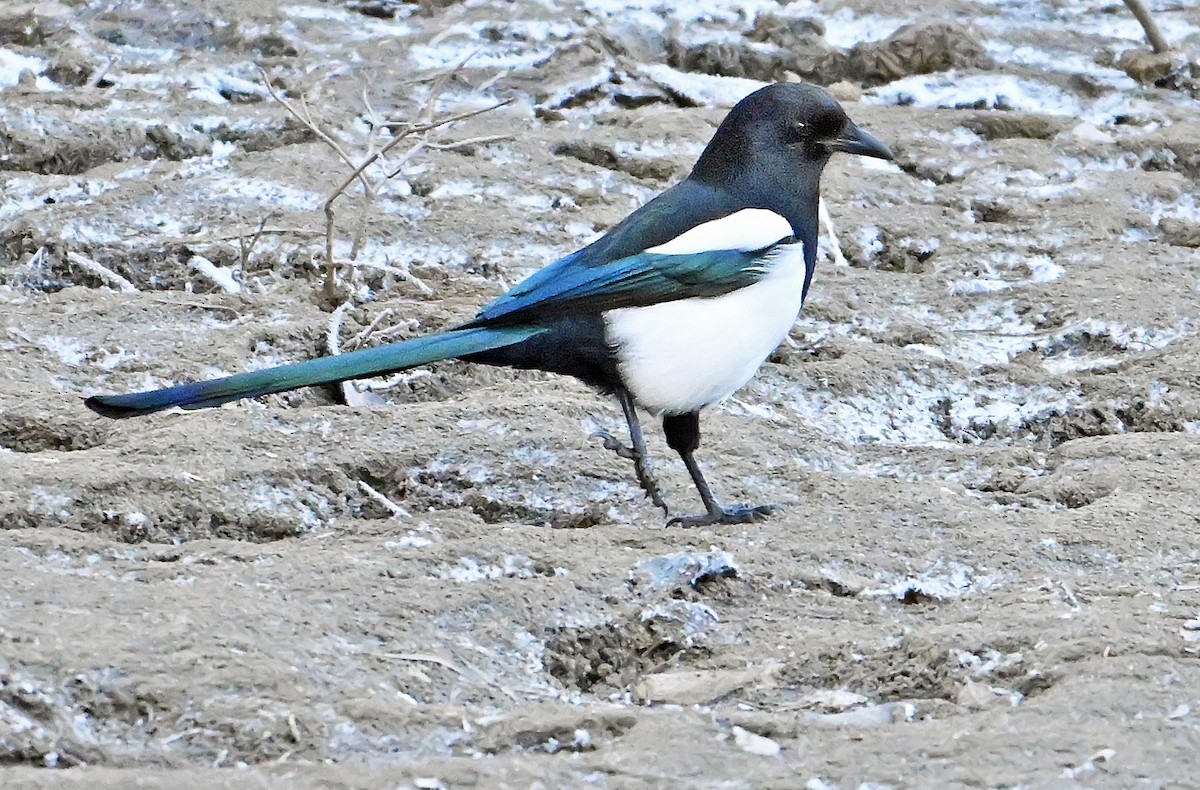 Black-billed Magpie - ML644775004