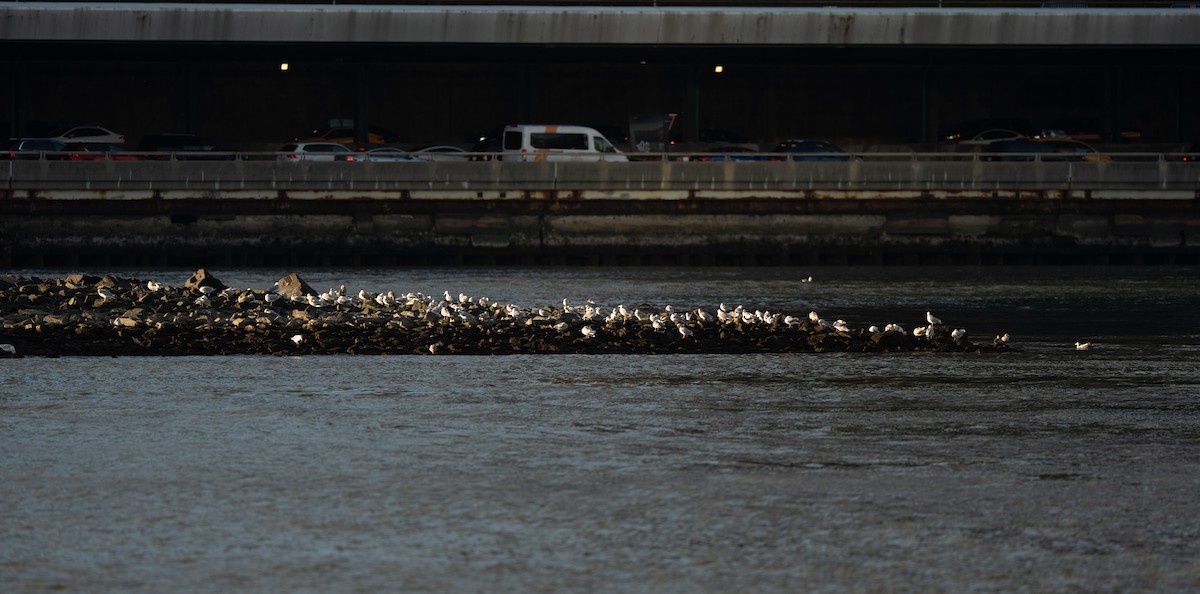 чайка sp. - ML644775035