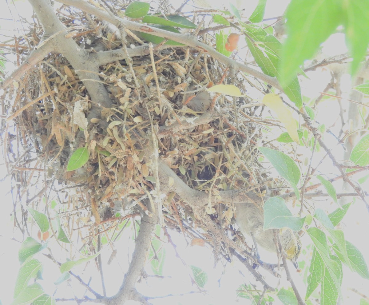 Verdin - ML644775059