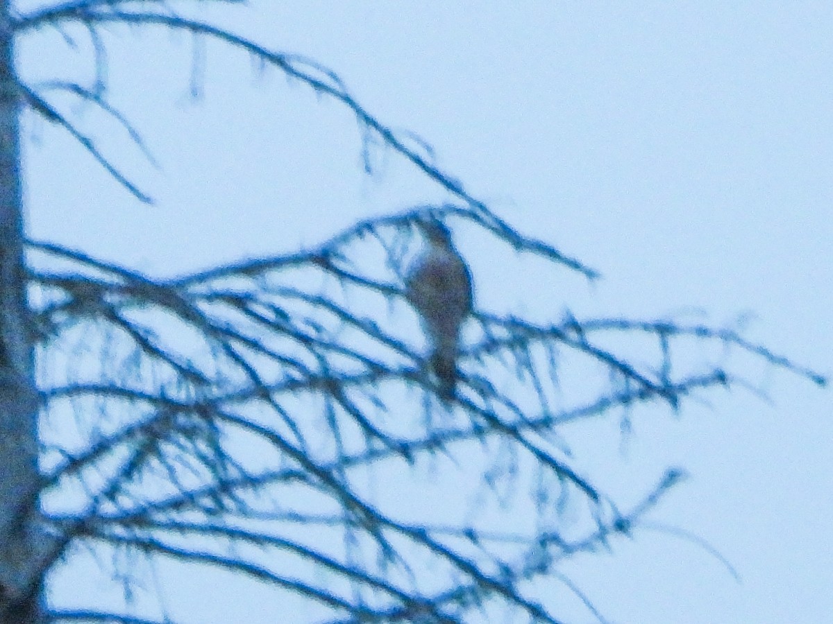 Яструб чорноголовий - ML644775080