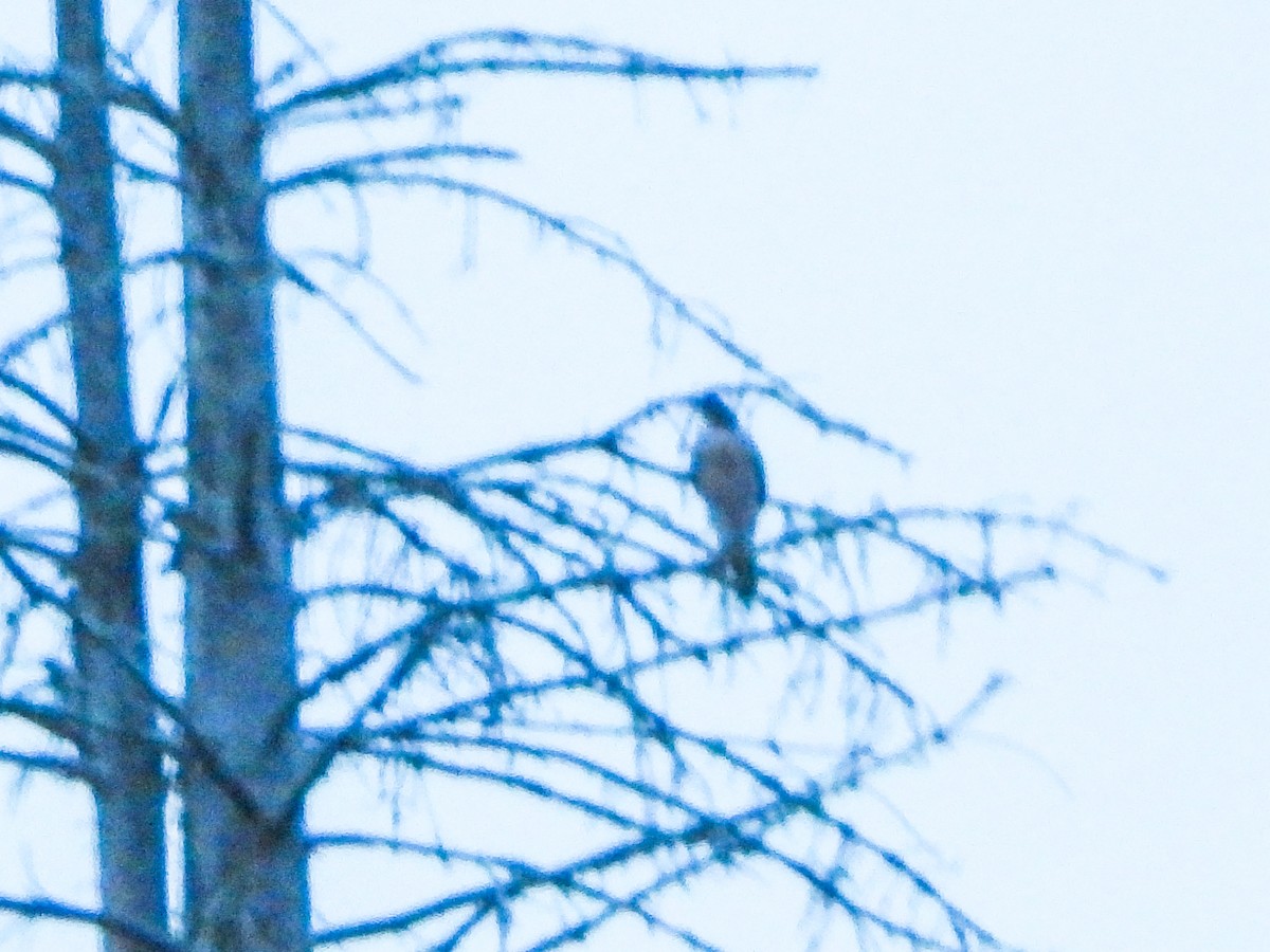 Яструб чорноголовий - ML644775081