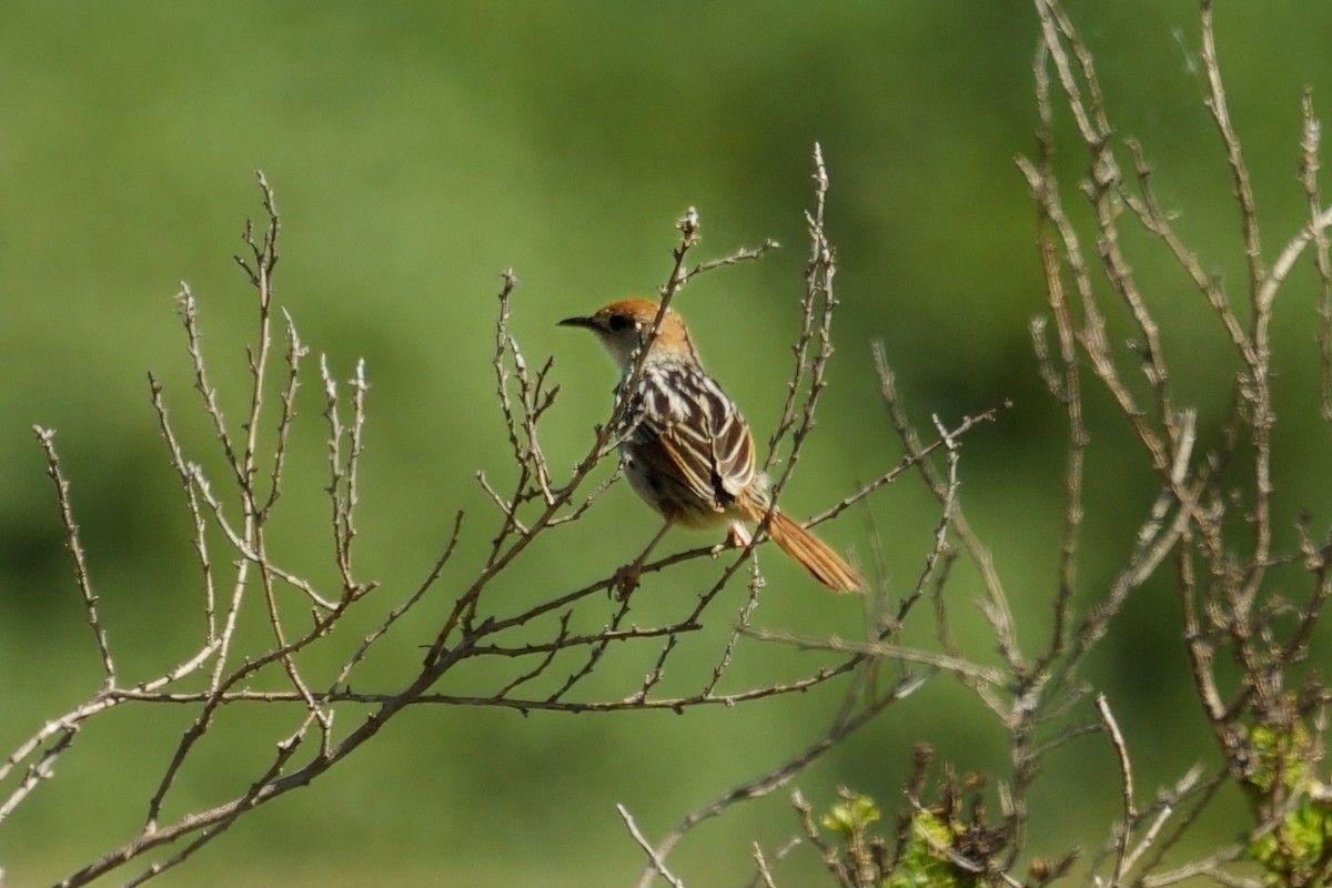 Levaillant's Cisticola - ML644775110