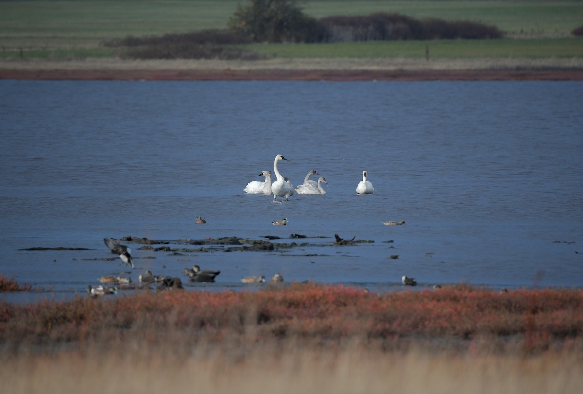 Trumpeter Swan - ML644775111