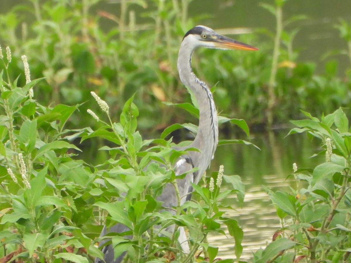 Cocoi Heron - ML644775121