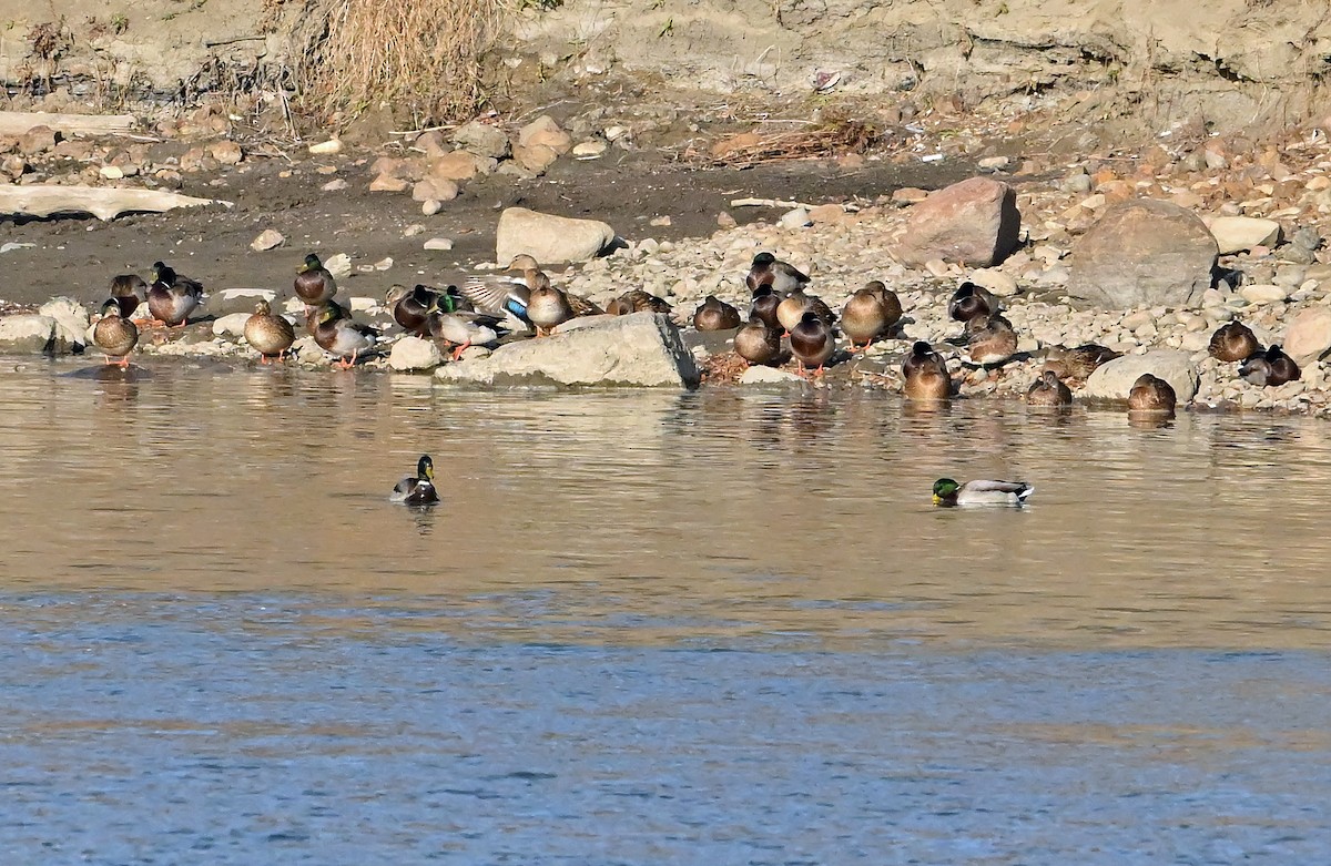 Mallard - ML644775122