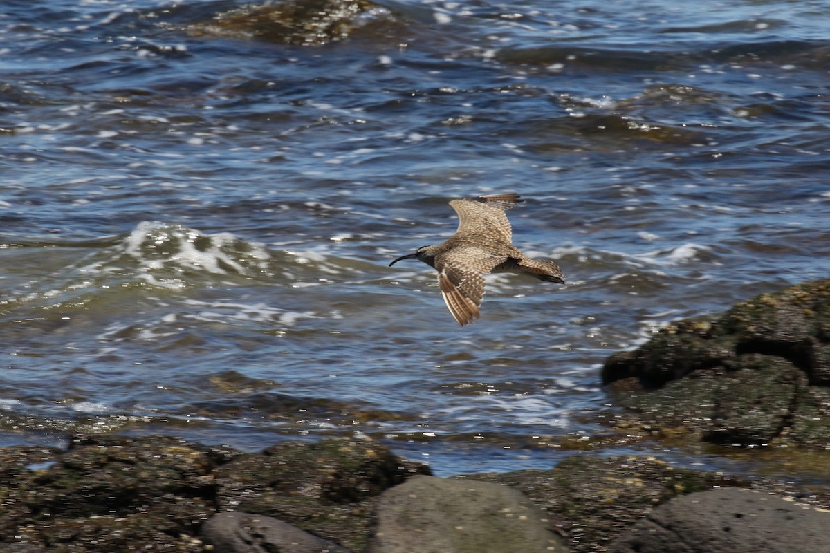 Hudsonian Whimbrel - ML644775126