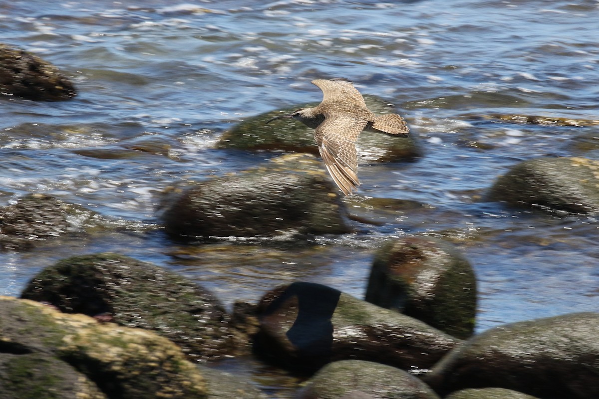 Hudsonian Whimbrel - ML644775127
