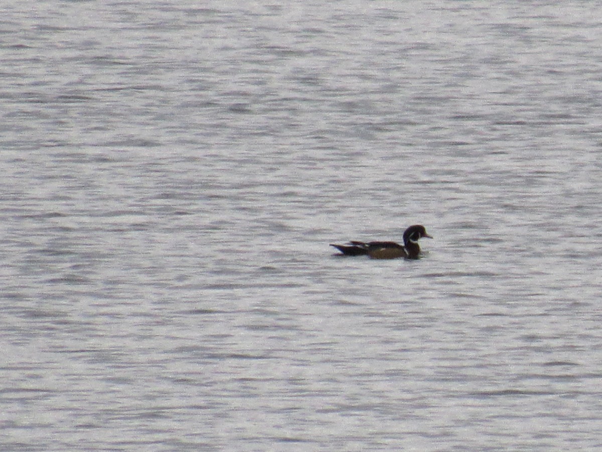 Wood Duck - ML644775132