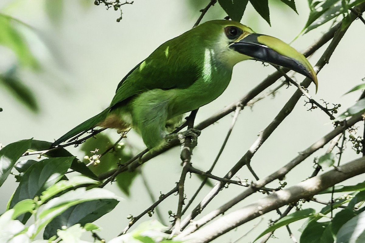 Northern Emerald-Toucanet (Wagler's) - ML644775133