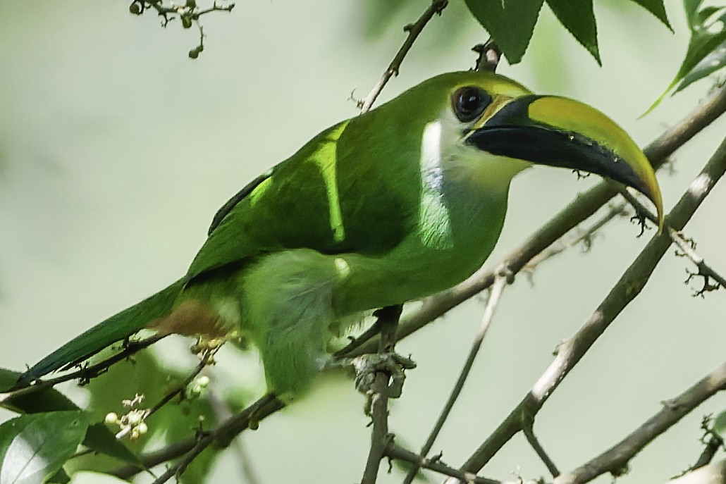 Northern Emerald-Toucanet (Wagler's) - ML644775134