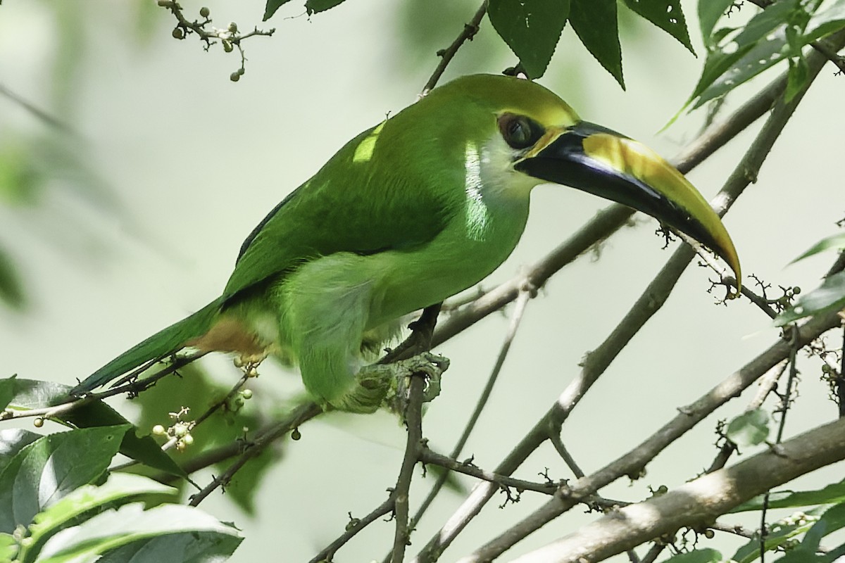 Northern Emerald-Toucanet (Wagler's) - ML644775135