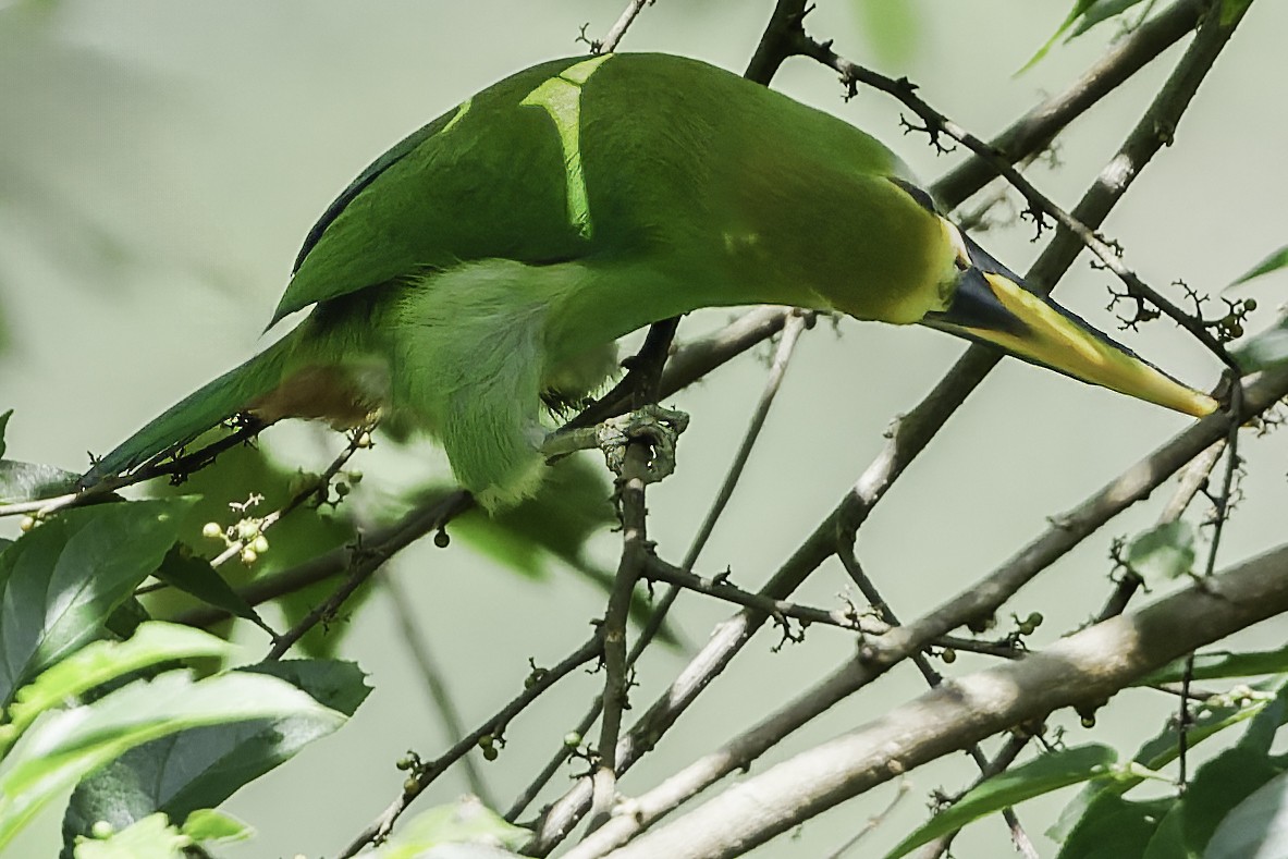 Northern Emerald-Toucanet (Wagler's) - ML644775136